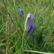 gentian-flower-3 gentian-flower-3