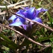gentian-flower-4 gentian-flower-4