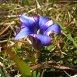 gentian-flower-6 gentian-flower-6