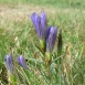 gentian-flower-7 gentian-flower-7