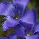 gentian-flower-8 gentian-flower-8