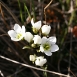 gentian-flower-9 gentian-flower-9