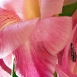 gladiolus-flower-14 gladiolus-flower-14