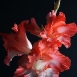 gladiolus-flower-3 gladiolus-flower-3