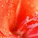 gladiolus-flower-4 gladiolus-flower-4