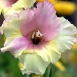 gladiolus-flower-6 gladiolus-flower-6