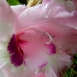 gladiolus-flower-7 gladiolus-flower-7