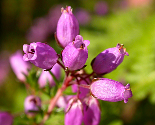 Heather Flower Pictures