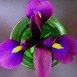 iris-flower-1 iris-flower-1