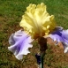 iris-flower-10 iris-flower-10