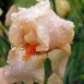 iris-flower-12 iris-flower-12