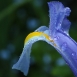 iris-flower-13 iris-flower-13
