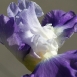 iris-flower-14 iris-flower-14