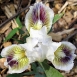 iris-flower-3 iris-flower-3