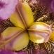 iris-flower-4 iris-flower-4