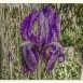 iris-flower-5 iris-flower-5
