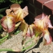 iris-flower-6 iris-flower-6
