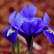iris-flower-7 iris-flower-7