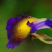 iris-flower-8 iris-flower-8