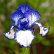 iris-flower-9 iris-flower-9