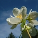 jasmine-flower-1 jasmine-flower-1