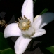 jasmine-flower-10 jasmine-flower-10