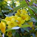jasmine-flower-11 jasmine-flower-11