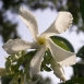 jasmine-flower-13 jasmine-flower-13