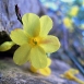 jasmine-flower-14 jasmine-flower-14