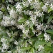 jasmine-flower-3 jasmine-flower-3