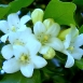 jasmine-flower-4 jasmine-flower-4