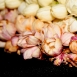 jasmine-flower-5 jasmine-flower-5
