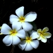 jasmine-flower-6 jasmine-flower-6