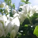 jasmine-flower-7 jasmine-flower-7