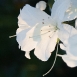 jasmine-flower-8 jasmine-flower-8