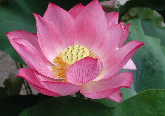 Lotus Flower Pictures