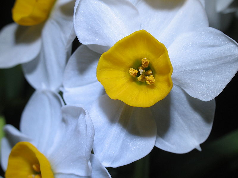 narcissus flowers