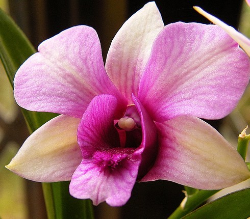 Picture Hibiscus Flower on Orchid Flower   White Orchid Flowers