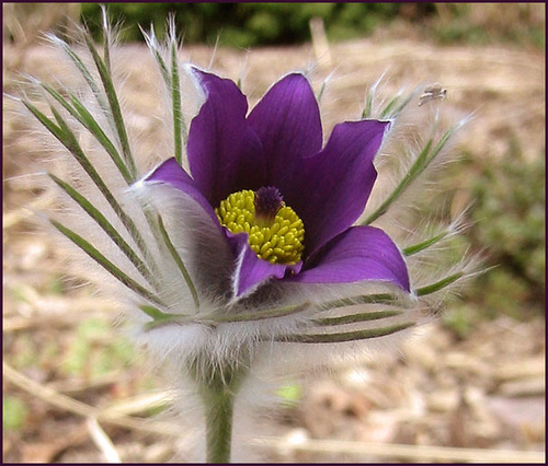 Pictures Of American Pasque Flower 119