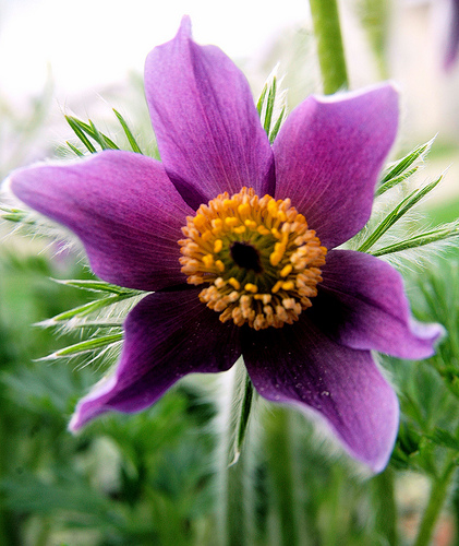 Pictures Of American Pasque Flower 61