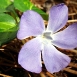 periwinkle-flower-1 periwinkle-flower-1