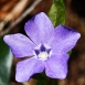 periwinkle-flower-10 periwinkle-flower-10