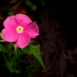 periwinkle-flower-11 periwinkle-flower-11