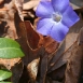 periwinkle-flower-12 periwinkle-flower-12