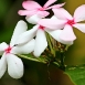 periwinkle-flower-13 periwinkle-flower-13