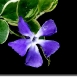 periwinkle-flower-14 periwinkle-flower-14