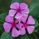 periwinkle-flower-2 periwinkle-flower-2