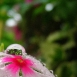 periwinkle-flower-3 periwinkle-flower-3
