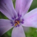 periwinkle-flower-4 periwinkle-flower-4