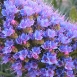 periwinkle-flower-5 periwinkle-flower-5
